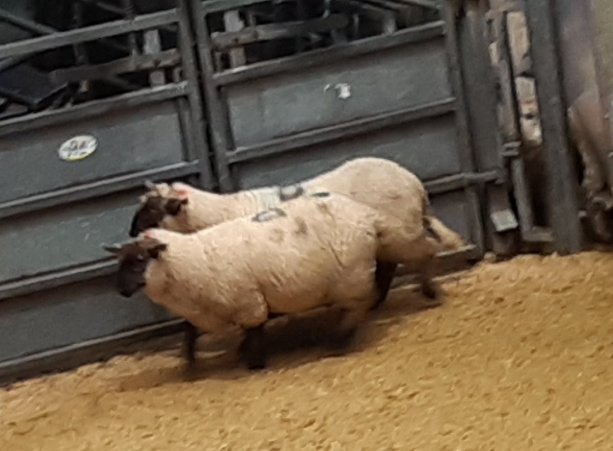 Jean_BSIB's tweet photo. ....... &amp; then there were 2!  
( 2 rigs separated for sale) 
#anmgroup #thainstone #sheep #bsib #farming https://t.co/1n0VXEQX8Y