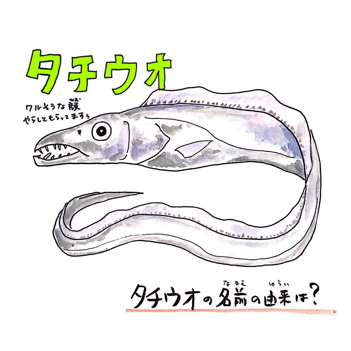 [いきものレッスン?]
#タチウオ の名前の由来はこの2つ!
ウロコがないサカナで代わりにグアニンっていうギラギラに覆われてるんだ✨
この時期、夜釣りで釣れるよー?

詳しくはこちらで解説???
https://t.co/ESs3Z2Tek7

さかなの質問も受付中??‍♂️#うおにい
https://t.co/0h9wuyuu49 