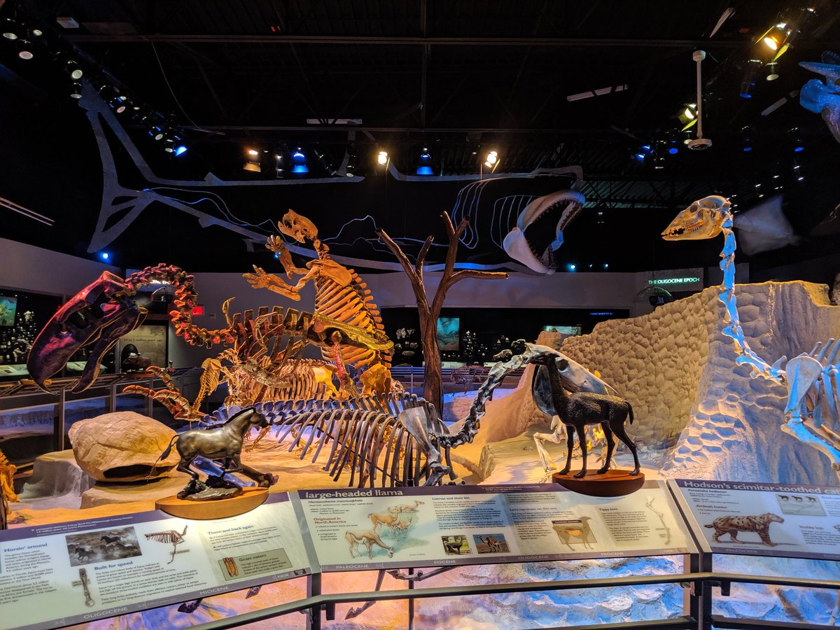 BlasinAmphibs's tweet photo. Umm, what?! An event where I got to drink wine, walk around a science museum, and listen to hilarious stories of #fieldworkfails?! Yaasss please! Impressive show with fantastic speakers #FLMNH #museumevents #gutsandglorygnv #sciencestorytelling #sciencebecrazy https://t.co/Gbo7rqbBQ7