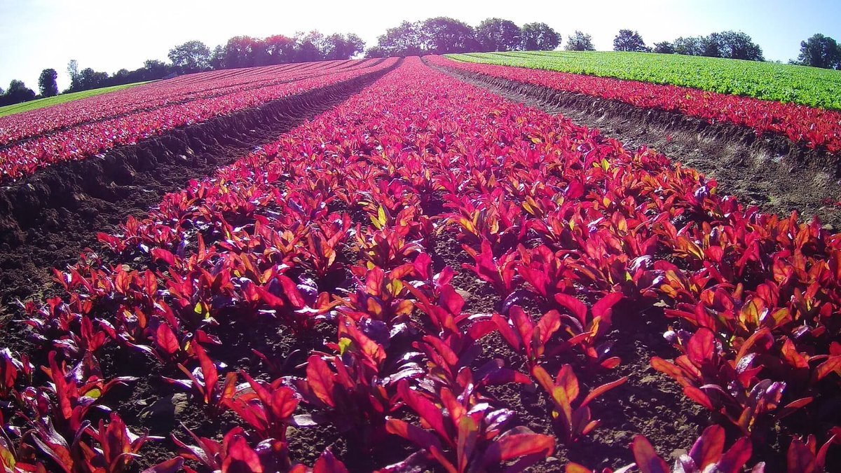 Row upon row of colour and natural beauty - edible flower garnishes, technicolour salads. All delivered within 24 hours of picking in Kiltale to chefs across Ireland. <a href="/POSHNOSHireland/">POSH NOSH</a> <a href="/WolfandDevour/">Wolf&Devour</a> <a href="/yellowdoordeli/">Yellow Door Deli</a> 
It's mccormackfarms.ie in Meath.