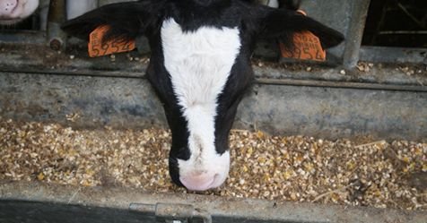ILVOvlaanderen's tweet photo. ILVO werft aan: wetenschappelijk medewerker #rundveehouderij voor onderzoek naar het verfijnen van de eiwit- en fosforvoorziening in de rundveevoeding met het oog op emissies. Solliciteren kan tot 14 oktober. #vacature https://t.co/pqQEETttBN https://t.co/ZILaHhZxv1