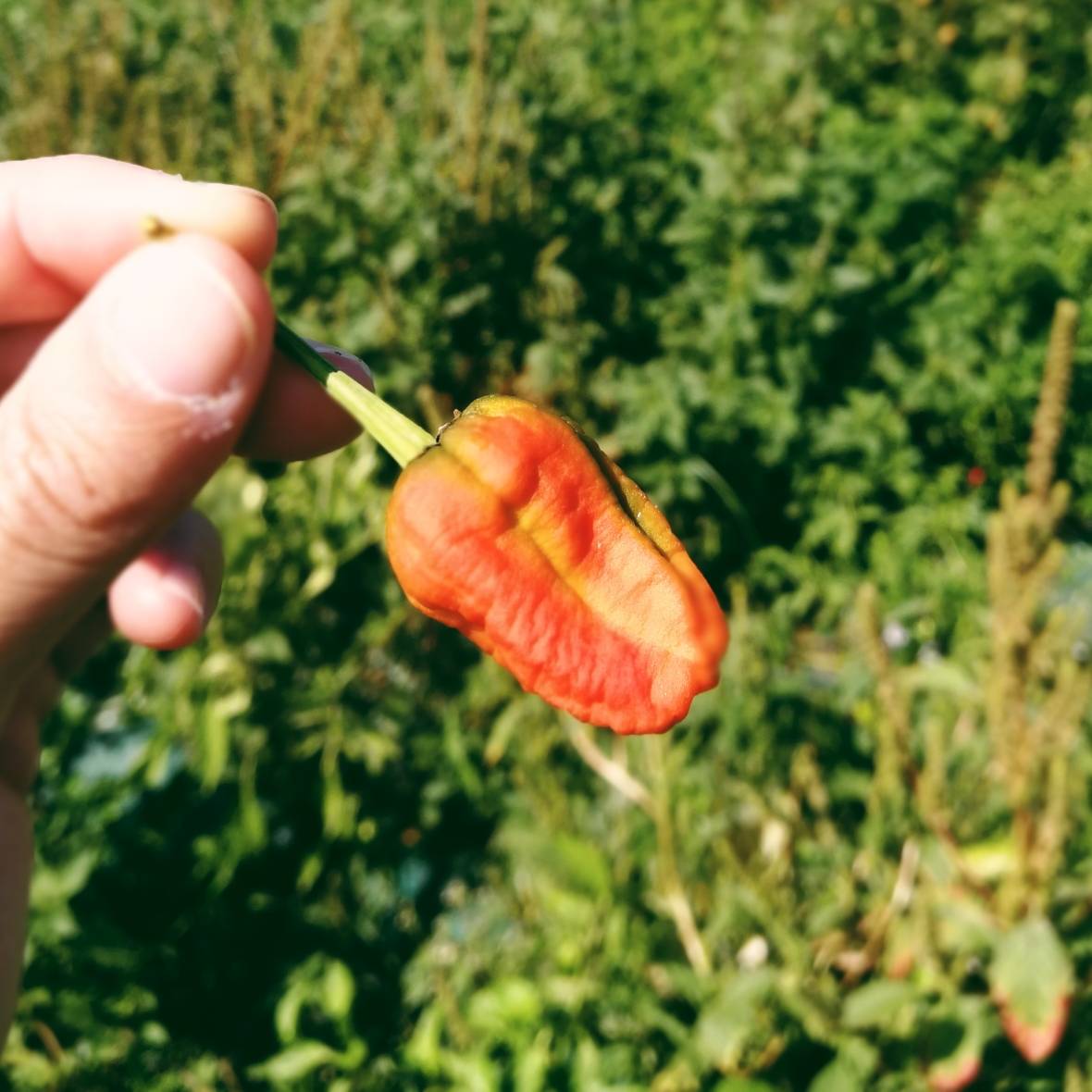 Cuando se ponen así, los pimientos tipo Padrón pican sí o sí 😅🌶️ #agriculturasostenible #camposfelices #lafincadeloscuervos #huertagallega