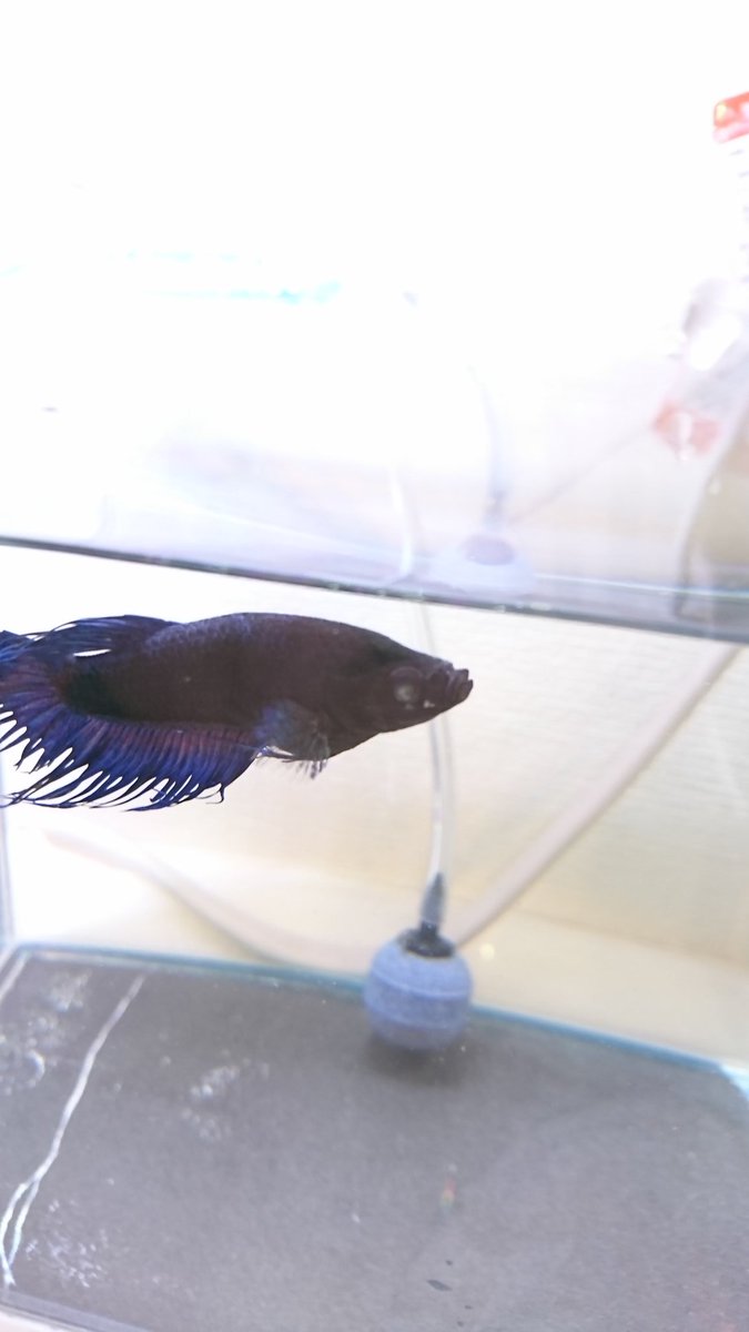 ট ইট র ポップアイ হ য শট য গ