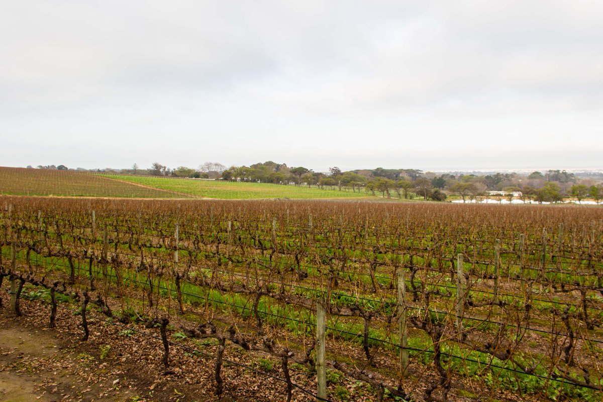 GrootConstantia's tweet photo. What better way to Celebrate World Tourism Day, than spending a day touring the beautiful Groot Constantia Wine Estate.
#walkingbackintime #celebrate334abundance #feelgrootconstantia
https://t.co/BfvtzIvJL6 https://t.co/p7No430XMC