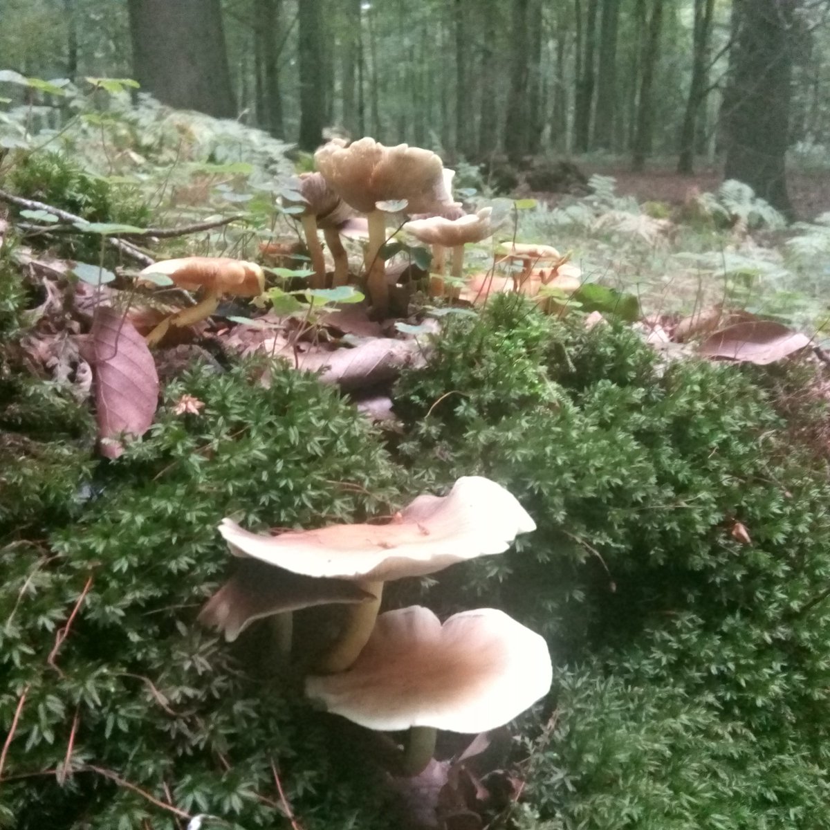 FSCBelgium's tweet photo. #FSC-certified forest management = keeping the #forest ecosystem (fauna, flora, ecosystem services) in a good health
#SDG15 #FSCFriday #FSCFriday2019 https://t.co/wfK03k0fAS