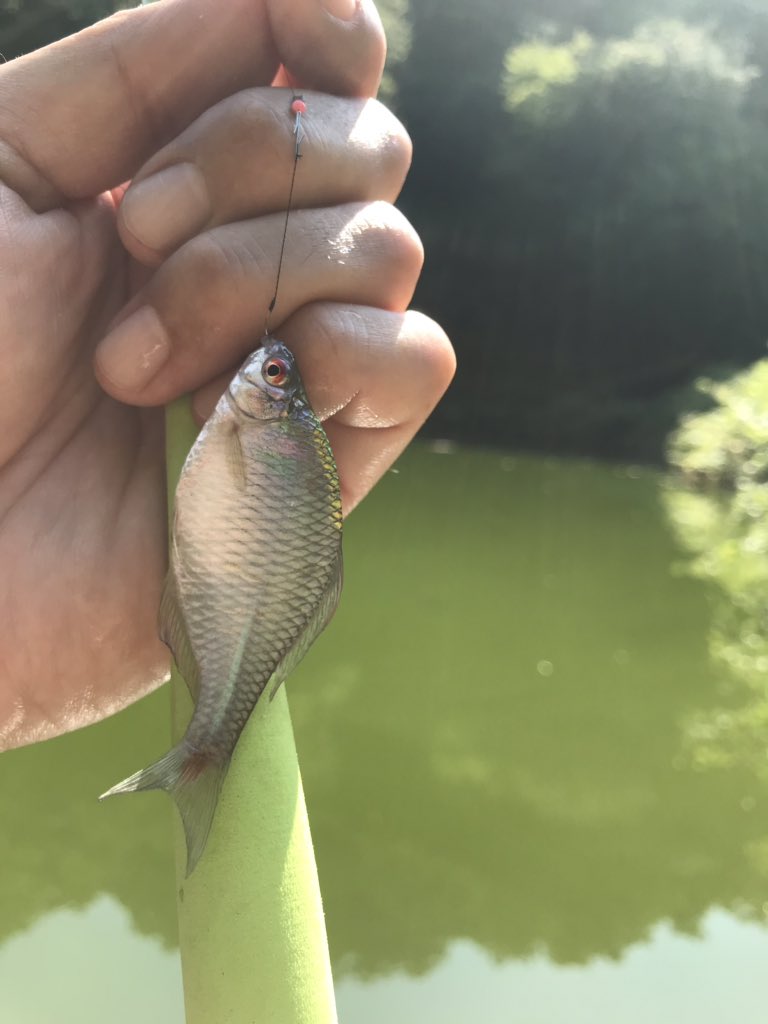 尾花 実家の近くの池 タナゴ釣り こんな大きいタナゴ はじめて 釣りました ロ ロ