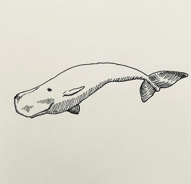 エイマ Eima マッコウクジラ Sperm Whale イラスト アート 絵 画 イラストレーター デザイン イラストグラム ドローイング マッコウクジラ Illustration Illustrator Art Design Drawing Artist Painting Artwork Spermwhale T Co