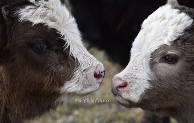 CowoftheDay1's tweet photo. 📅 27th September 2019
🐰 Panda and Blueberry
🏷 Instagram/matilda79xoxo https://t.co/wdEEsQWvCl