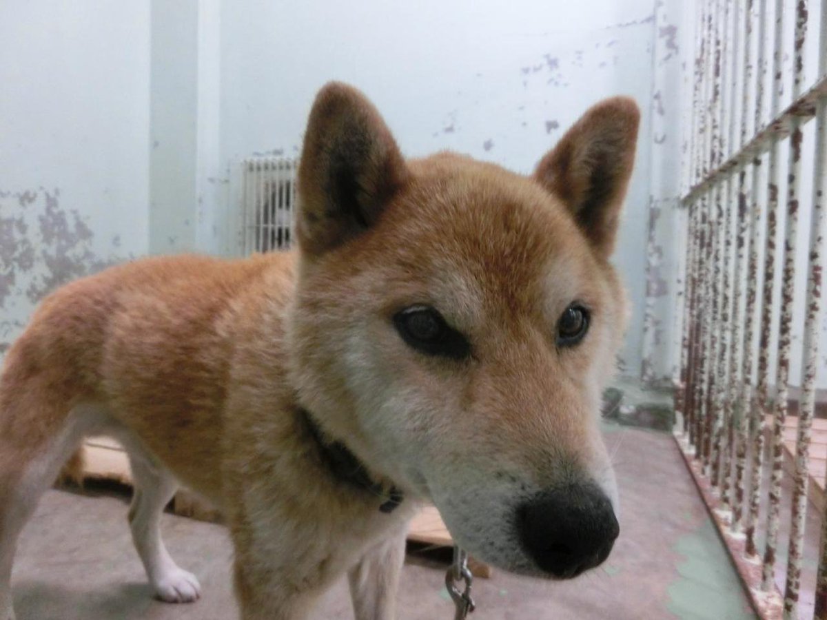 アインシュタイン 秋田県大仙保健所 期限 9月30日 性別 男 年齢推定 中齡 犬種 雑種犬 体格 中 毛色 茶白 保護月日場所 9 26 大仙市南外 青色首輪 迷子犬 秋田県 大仙市南外 雑種犬 青色首輪 保健所 犬 T Co アインシュタイン 秋田県大仙保健所 期限 9月30日 性別 男 年齢推定 中齡 犬種 雑種犬 体格 中 毛色 茶白 保護月日場所 9 26 大仙市南外 青色首輪 迷子犬 秋田県 大仙市南外 雑種犬 青色首輪 保健所 犬 T Co
