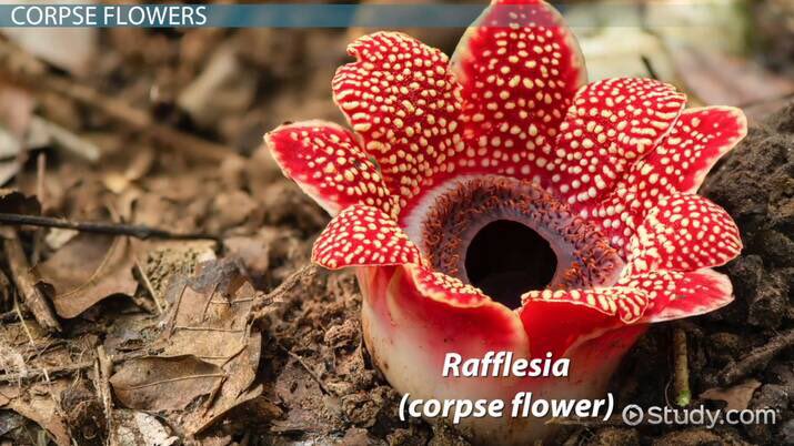 Year 8 are exploring the plants of the rainforest this week. Individual research which develops #HPLACP strategy planning and #HPLVAA enquiry.