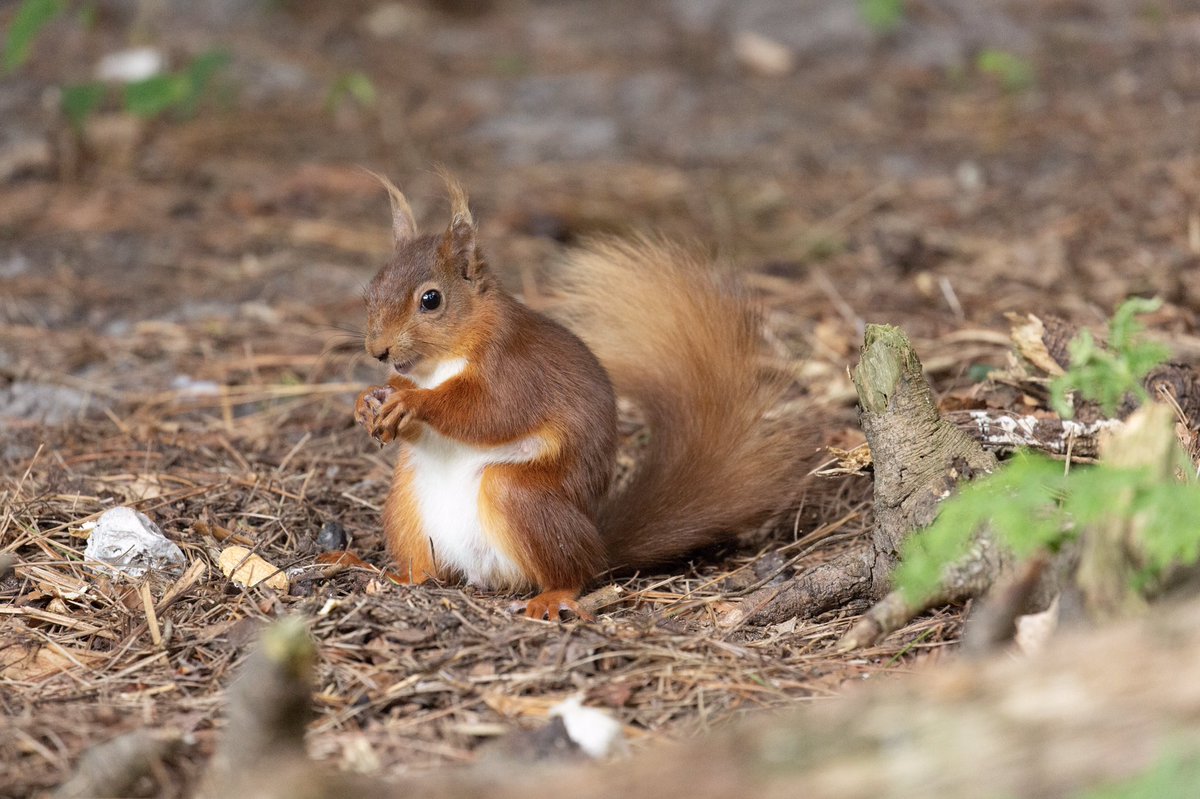 Red squirrels on @Brownseablog @BBCSpringwatch @nationaltrust @WildlifeMag #RedSquirrelAwarenessWeek @DorsetWildlife @DWTBrownsea @WildlifeTrusts @Natures_Voice