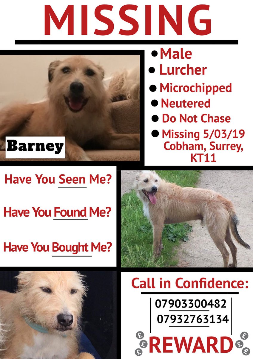 SheridanAlcock's tweet photo. Have you seen #LostBarney please?
He's been out there since 5/3/19
#Cobham #Surrey #KT11
There have been possible sightings a little further afield so please be vigilant
If sighted call his mum, don't try to catch him he's in survival mode
He's an older boy please share him ๐ https://t.co/sCJehWAFrv