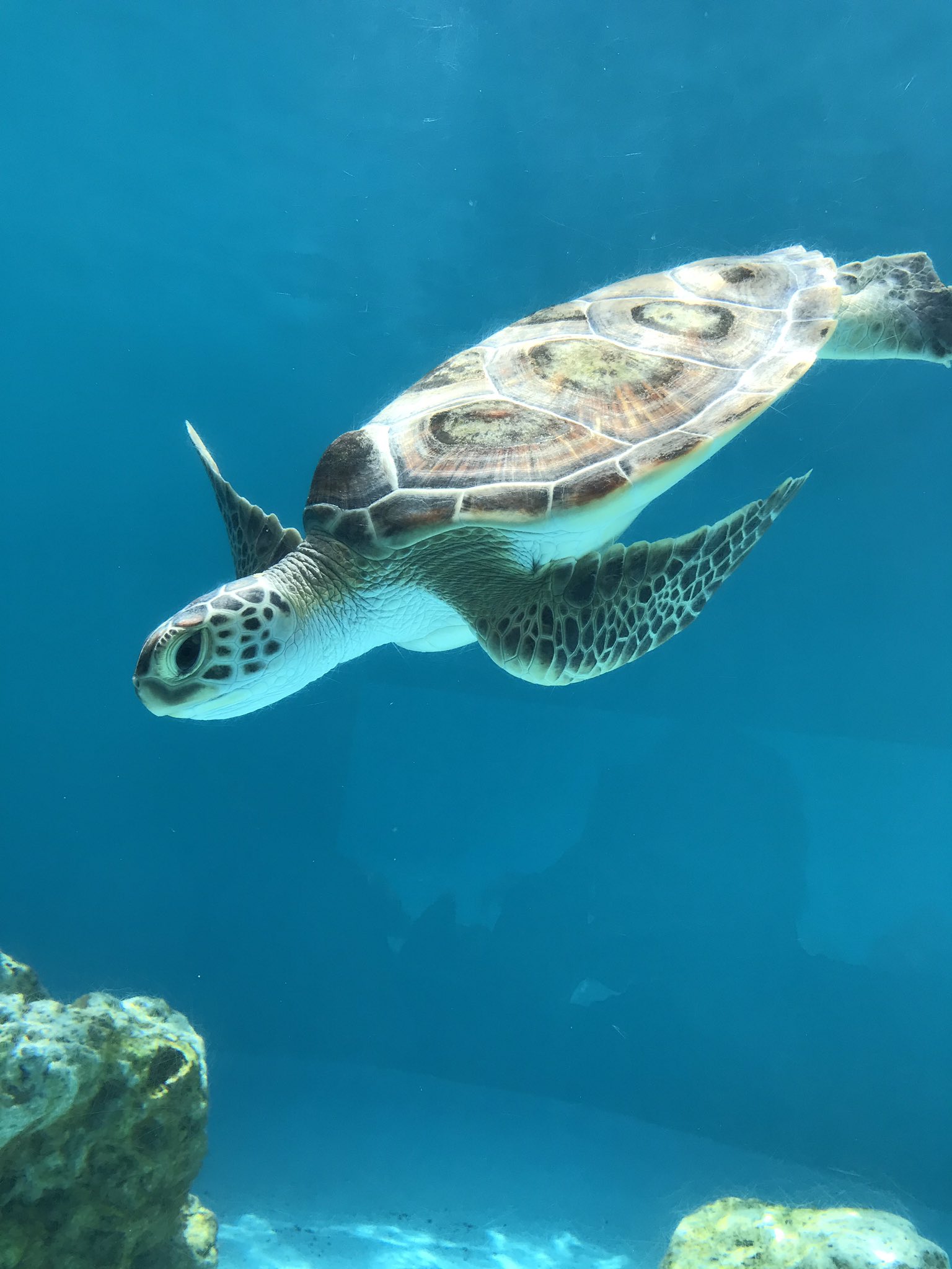 Tezi ウミガメの子供めっさ可愛かった ウミガメ 美ら海水族館 T Co Hch7u1vuol Twitter