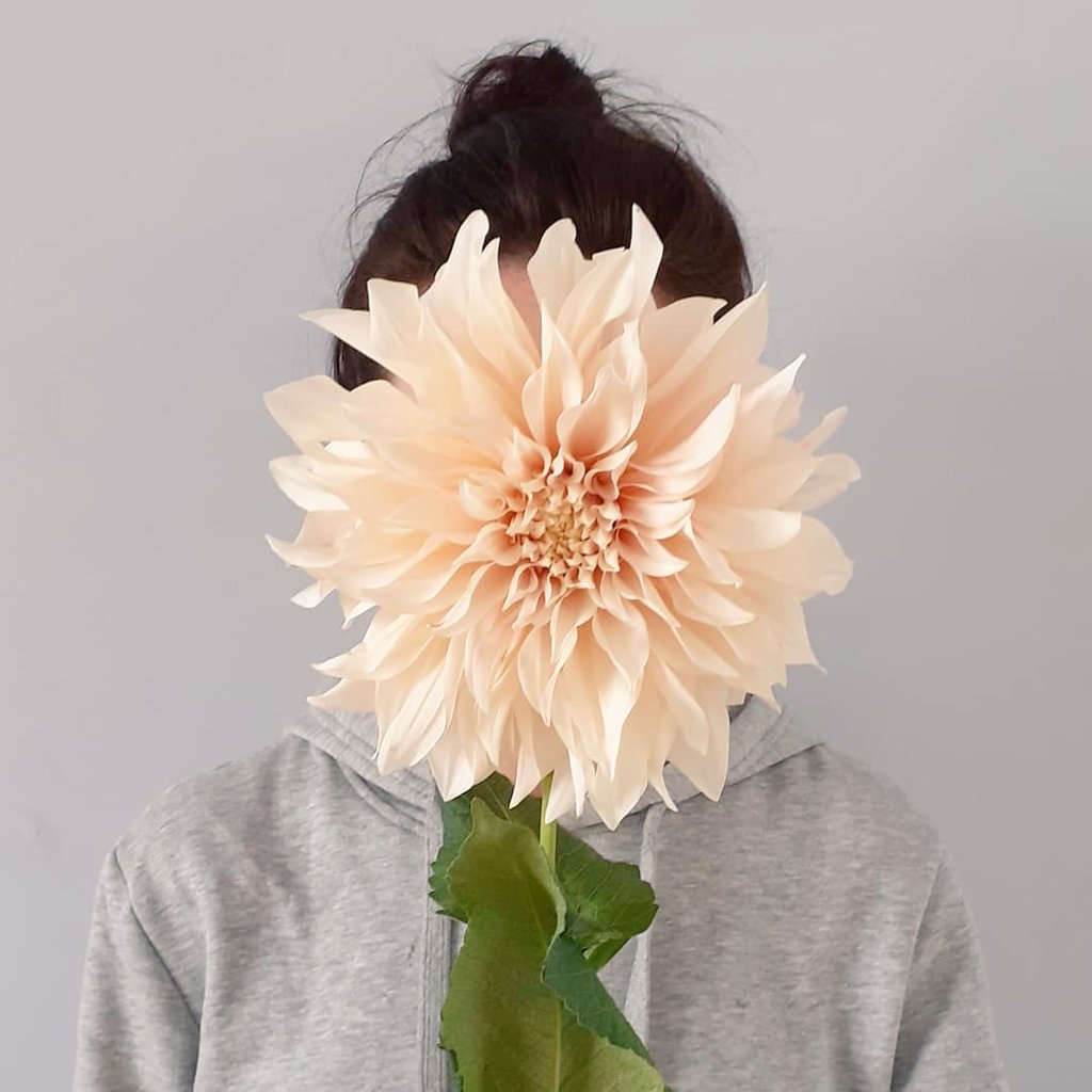 When the #dahlias are as big as your head!!! Lots of beautiful flowers in the workshop for this weekends wedding-- let's do this! Happy Friday everyone ♡
.
.
.
#liverpoolflorist #liverpoolflowers #liverpoolwedding #weddingflowers #weddingflorist  #ihavethisthingwithdahlias