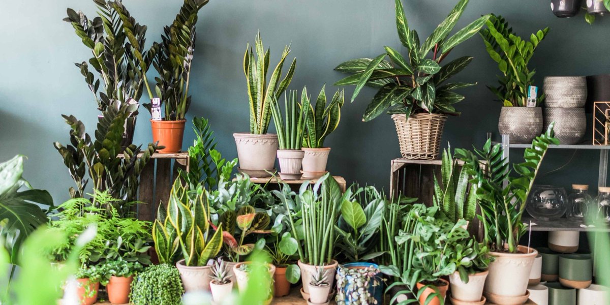 SPENDINLondon's tweet photo. The Garden Museum is hosting the very first Houseplant Festival bringing together a thriving plant community to one happy green safe space. https://t.co/tF7Xnic5Zw https://t.co/tMk0xSzEzt