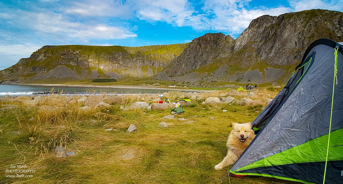 LizzaMy9's tweet photo. Lovely #Tent #camping at #Unstad #Lofoten #travel #dogsoftwitter #Norway #outdoors https://t.co/G1L17PgOCv