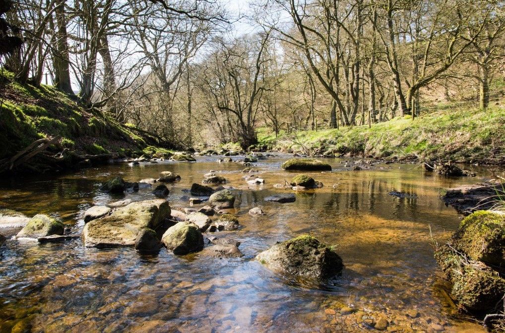 NorthYorkMoors's tweet photo. Exciting things happening on #Ryevitalise Landscape Partnership Scheme this month! New staff, ideas, planning for 2020 events, workshops and #volunteering. Watch this space. Find out more https://t.co/FViP0YpQd1 #NorthYorkMoors #RiverRye @HLFYandH @Howardian_Hills @EnvAgencyYNE https://t.co/FY3gUQOsDW