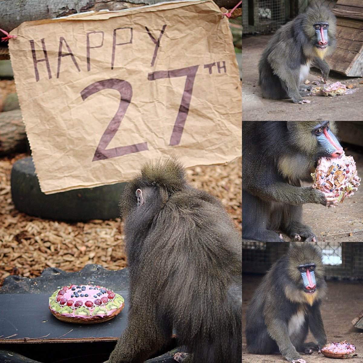 ColchesterZoo's tweet photo. Happy 27th Birthday to Solomina the mandrill! She celebrated with a delicious cake made by her keepers! 🥳 #birthday #celebration #enrichment #colchesterzoo https://t.co/hqLfAizXEs