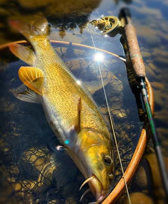 CrazyFishLover1's tweet photo. #fishing #fish #fishinglife #bassfishing #catchandre https://t.co/cSVhim83By