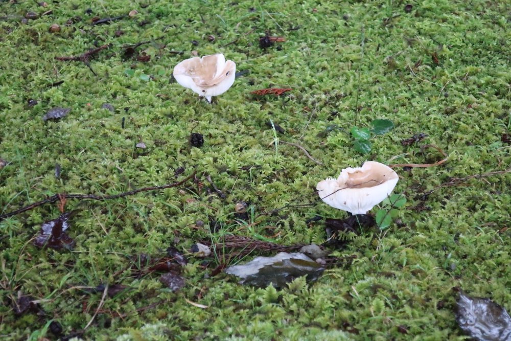 「ニッカウヰスキー宮城峡蒸溜所のきのこ。自然を大事に、雲が湧くようなところってだけ」|香日ゆらのイラスト