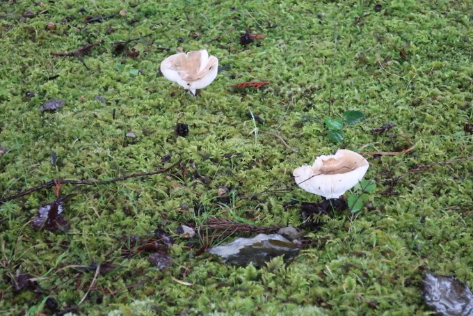 ニッカウヰスキー宮城峡蒸溜所のきのこ。自然を大事に、雲が湧くようなところってだけあってあちこちにきのこの姿が。しかし見学ツアーで横道にそれるわけにもいかないので、近場のをパシャッと。 