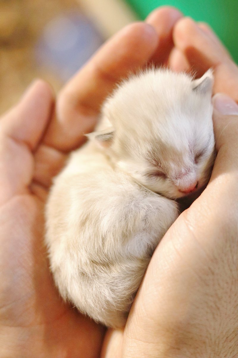 critter_cute's tweet photo. #babycats #babycat #kitten #pets #kittenmeowing #kittencute #kittencrying #kittens #kittensmeowing #kittensplaying #kittenscrying #kittenspurring #kittenscute https://t.co/DdBtGbgGjs