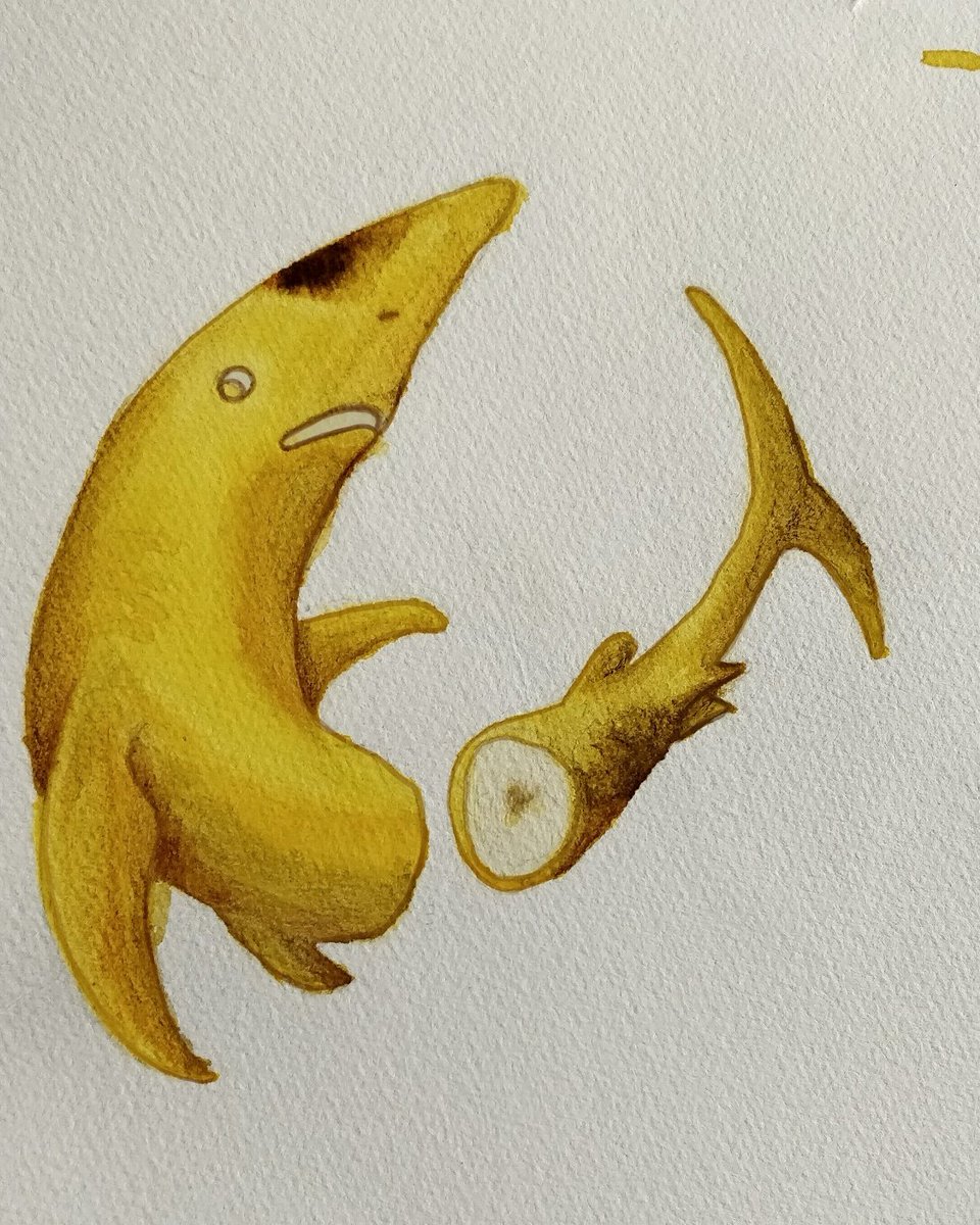 druid_at_heart's tweet photo. #bananafish #sharksarefriendsnotfood #sharkbanana #fruitfish #animalcreatives #animalartist #animaldrawings #animalovers #merge #crossovers #babyshark #tinyshark #smallshark #savetheoceans #miacatillustrations #artstudent #nature #natureseekers #natureart #wildlifeperfection https://t.co/R25vKXI0dw