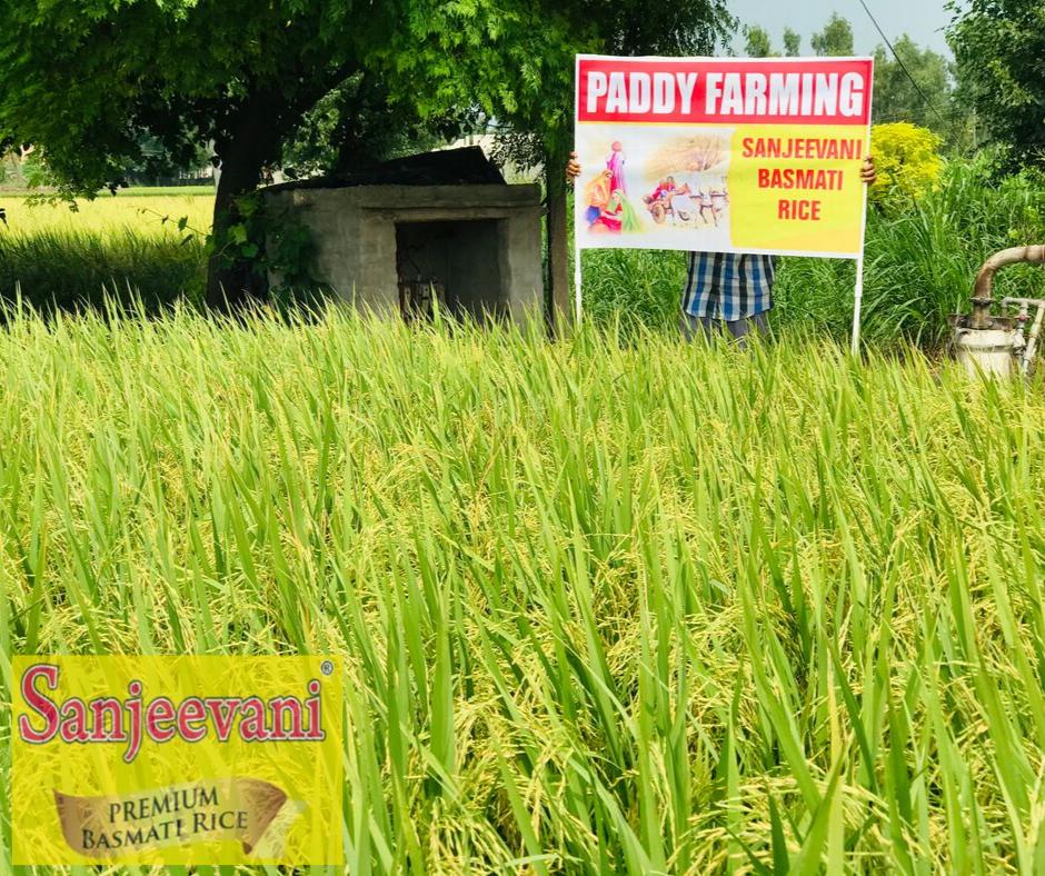 sbasmatirice's tweet photo. S.K. Brothers (Sanjeevani Basmati Rice) Project Farming Almost Done in This Season.
The Crop Will Arrive in Market in Few Days...

https://t.co/GJPrMPOFc7

#SanjeevaniBasmatiRice #SKBrothers #PaddyFarming #ProjectFarming #ControlledPesticides #USFDA #ApprovedFarming https://t.co/KrovIBhO2p