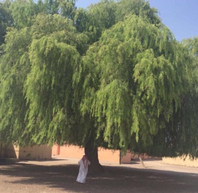 من لديه منزل أو استراحة خاصة أو مزرعة أو قرية صغيرة يسكن فيها أو يعمل في جهة حكومية يتوفر بها فناء .. ولم يزرع فيها شجرة الغاف الخليجي فقد حُرِم الخير الكثير.
لا تسأل عن فوائدها وخصائصها لأنك تضيع وقتك.. #ازرعها_وتوكّل