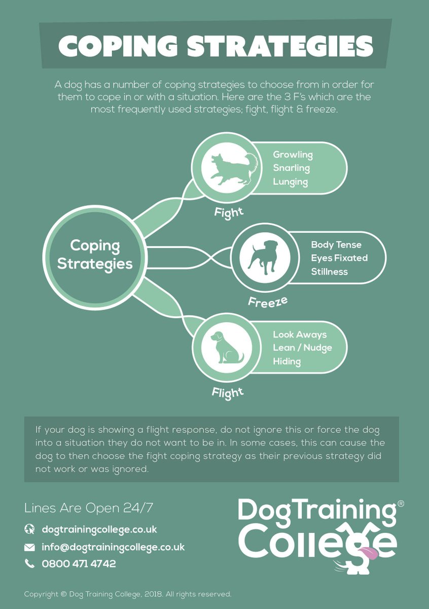 DTC_Limited's tweet photo. A dog has a number of coping strategies to choose from in order for them to cope in or with a situation. Here are the 3 F's which are most frequently used strategies; fight, flight &amp; freeze 🐶 🐾 https://t.co/ZAt5nA0PMF