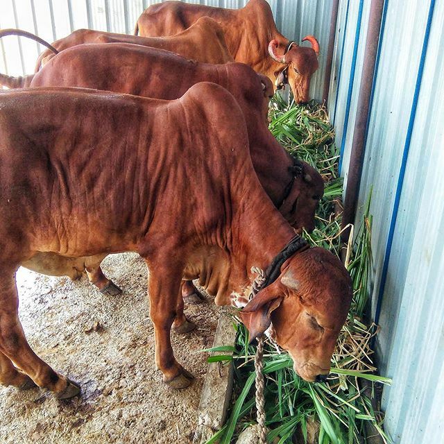 21Organic's tweet photo. Munch time
๐๐ฟ๐พ #gir #cow #organic #milk
#21organic #organicvegetables #organicfruits #homedelivered #mumbai #latur #monthlysubscription #organicfood
#fresh #wholesome #nutritious #assorted #weeklyharvest #healthy #healthyfood
#sustainableagricultuโฆ https://t.co/ReQZVVTDeh https://t.co/Rhzc9BHph5