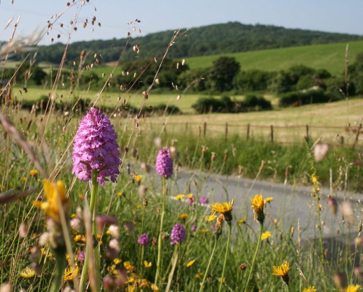 If you saw @DrTrevorDines on @BBCr4today & @BBCBreakfast this morning & want to add you voice to the thousands calling for #RoadVerges to be better managed for wildflowers & wildlife please SIGN & SHARE the @Love_plants petition > plantlife.love-wildflowers.org.uk/roadvergecampa…