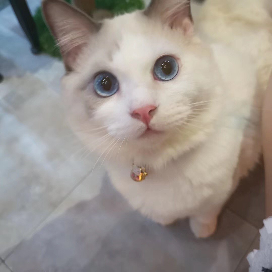 34Nrj's tweet photo. 🐱 https://t.co/oP47iEt5l9