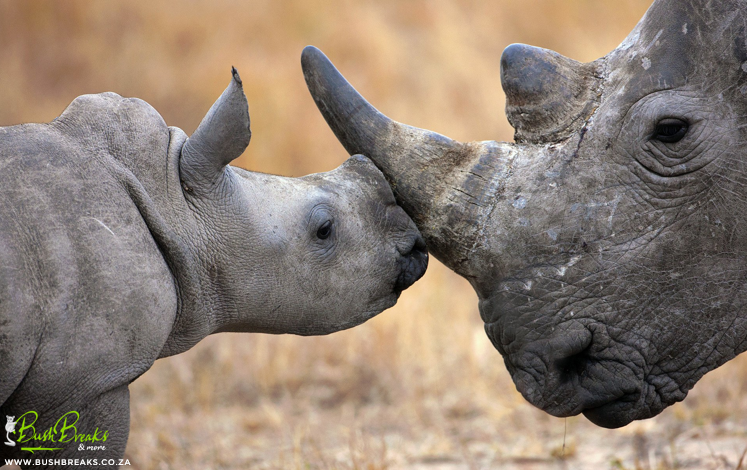 BushBreaks's tweet photo. WE 💚 AFRICA!!!
Happy #WorldTourismDay 2019

#bushbreaks #africa #africatravel #chooseafrica #southafrica #weloveafrica #africansafari #exploreafrica #shotleft #SAtourism #africatoday #safariLIVE #travelideas #worldtravel https://t.co/fBAtDNL0kV