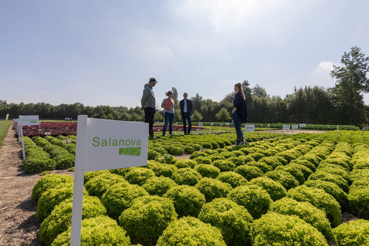 Al onze Salanova®-rassen worden gepresenteerd tijdens de demodagen in Fijnaart. Meer informatie vind je op rijkzwaan.nl/demodagen-fijn… #sharingahealthyfuture #onecutready #innovation