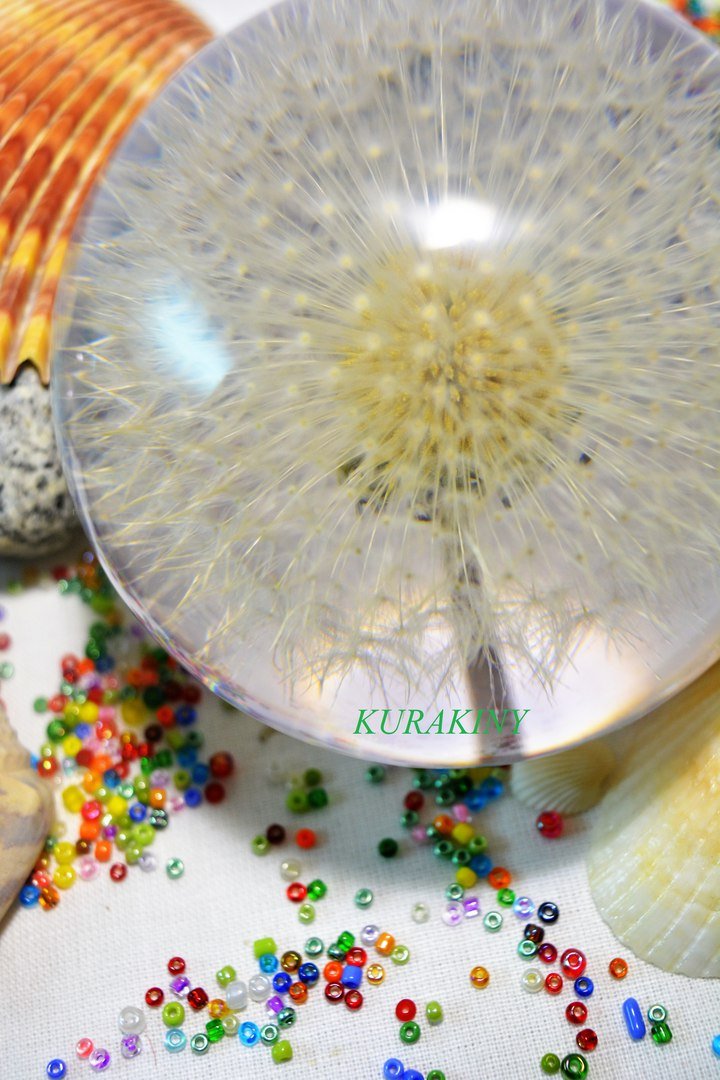 kurakiny's tweet photo. Amazing dandelion buy here: https://t.co/jQHnbHtA1s #paperweights #dandelion #gifts #dandelionpaperweights #dandelionball #aquariumdecoration #buygifts #giftman #holidays https://t.co/cQibLlbPhD