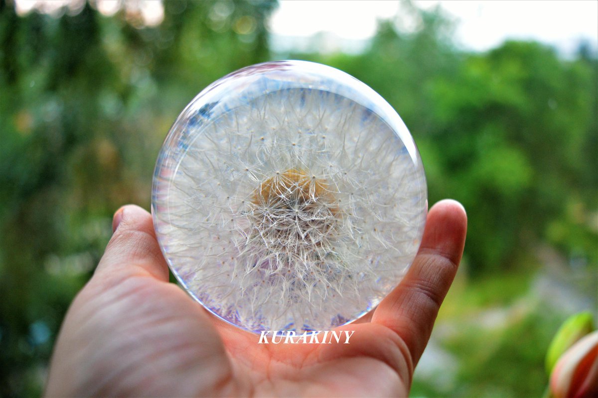 kurakiny's tweet photo. Amazing dandelion buy here: https://t.co/jQHnbHtA1s #paperweights #dandelion #gifts #dandelionpaperweights #dandelionball #aquariumdecoration #buygifts #giftman #holidays https://t.co/cQibLlbPhD