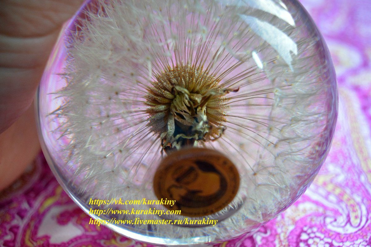 kurakiny's tweet photo. Amazing dandelion buy here: https://t.co/jQHnbHtA1s #paperweights #dandelion #gifts #dandelionpaperweights #dandelionball #aquariumdecoration #buygifts #giftman #holidays https://t.co/cQibLlbPhD