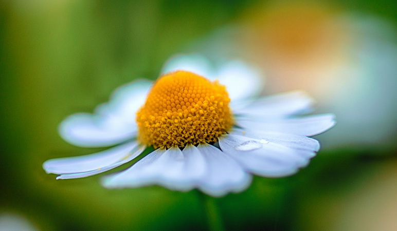 希望の花言葉 カモミール リンゴのような甘い香りがする花です 花言葉は 逆境で生まれる力 地面を這うように生え 踏まれれば踏まれるほどよく育つカモミール 花言葉もそれに由来します T Co Kd8zaxzmhn Twitter