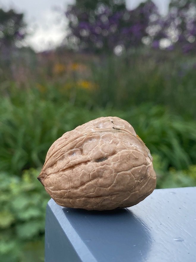 We also picked our first Kestle Barton walnut today...almost a decade in the waiting!