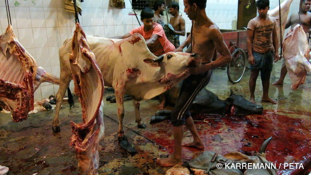 She is forced to watch as workers cut throats and skin her friends and family members... all so some humans can wear a leather jacket.