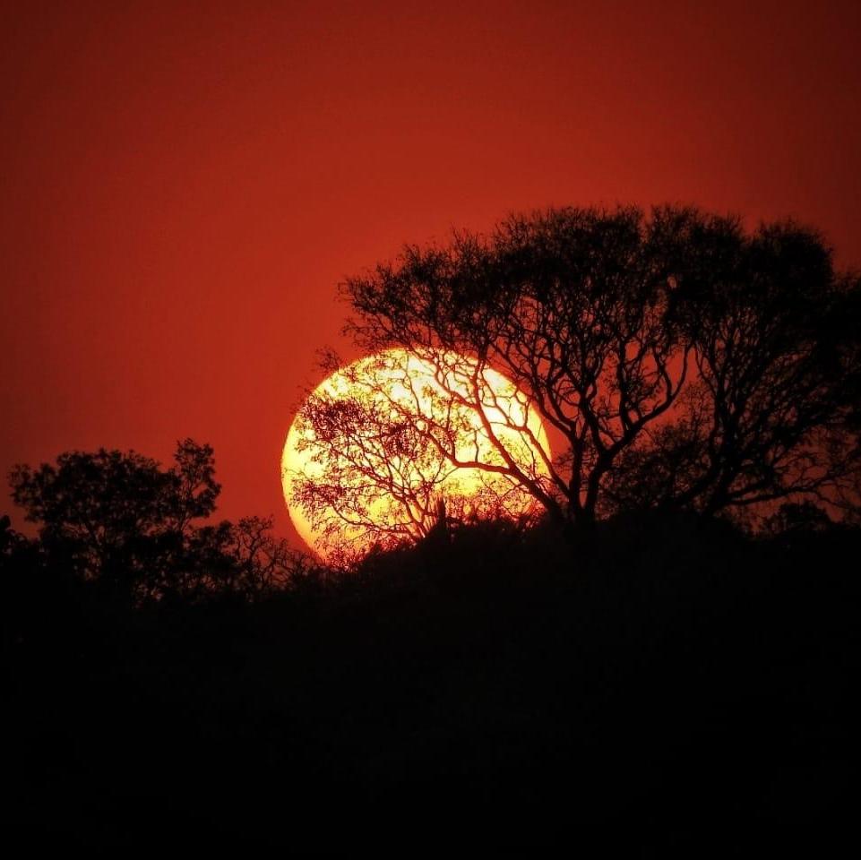 BeePlusHive's tweet photo. The Cerrado is the Brazilian savannah. Can you see in this picture how rustic it is? The softness is in the details. (photo: Luciano Lima | Pousada Trijunção)

.
#cerrado #sunset #sustainabletourism #brazil #sustainabletravel #picoftheday #travel #nature
#TGIF https://t.co/Jfs9JadfZ9