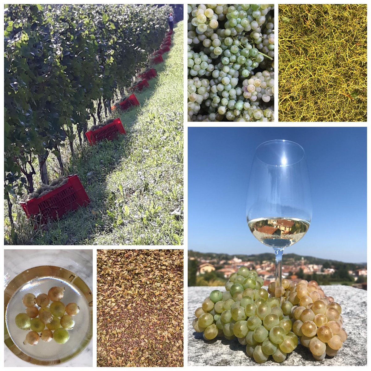 The #whitewine #harvest is officially over 👏👍
Now it's time for #fermentation and #refinement... 😎

#cascinachicco #Roero #Arneis #Roeroarneis #Anterisio #Favorita #Piedmont #igpiemonte #winemakers #italianwine