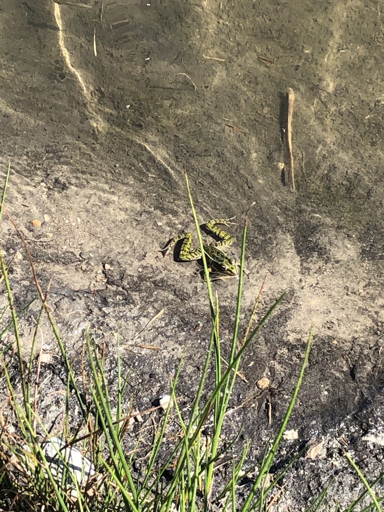 SWCRCC's tweet photo. As fall continues, nature is still active and vibrant! #frog #wetland #naturereserve #conservationreserve #519folk #norfolk #stwilliams https://t.co/zLKD1sIS1A