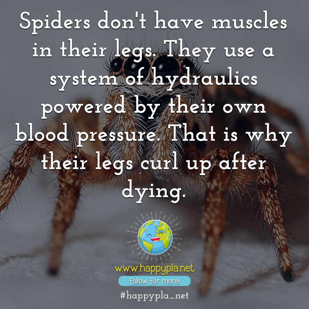 happypla_net's tweet photo. It just gets creepier

#happypla_net #spiders #engineering #worldofengineering #engineeringproblems #fright #shock #horror #horrorjunkie #horrorstories #creepy #coolfacts #creepyfacts #sciencefacts #dailyfacts #hydraulics #veins #insects #nowiknow #nowyouknow #amazingfacts #fear https://t.co/rOHSEN8hs4
