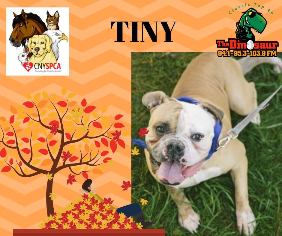 Happy Friday everyone! My name’s Tiny &amp; I'm the <a href="/DinosaurRadio/">Dinosaur Radio</a> #PetoftheDay. They say I'm a big fellow (93 pounds), but in my head I weigh 5 pounds. I'd love to find  a family that I could jump in a pile of leaves with. Please come in and meet me. I'll try to sit on your lap!