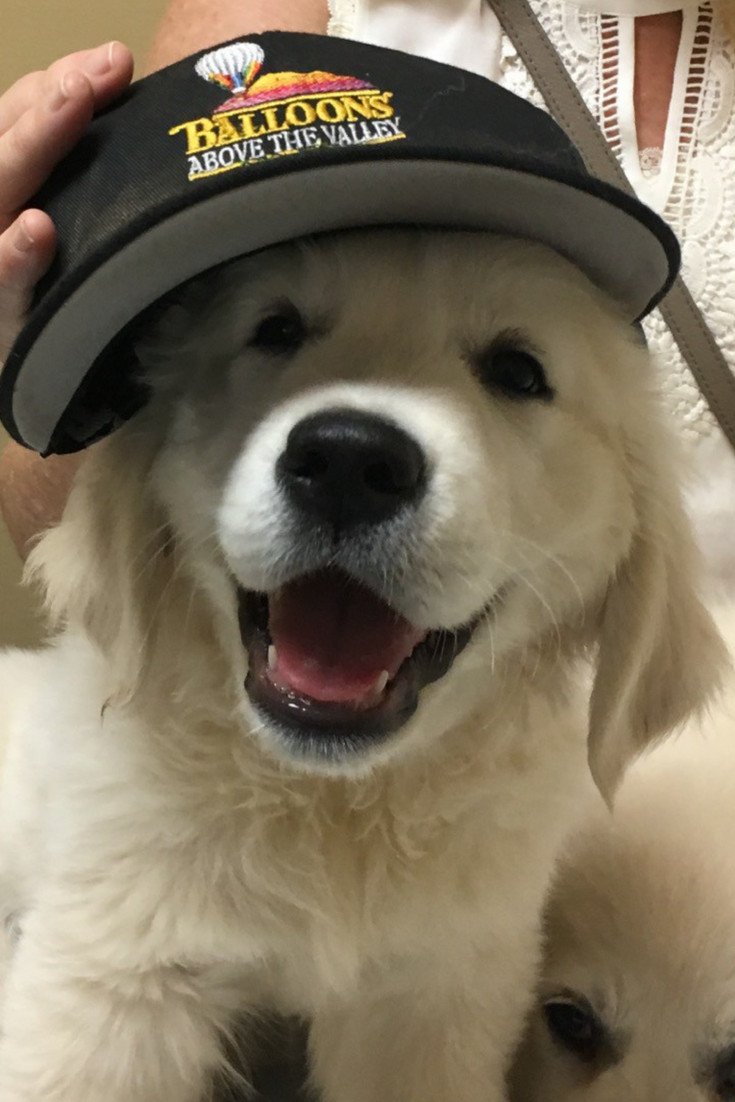 Meet our new pilot! Sporting some mad merch, this #goodboy knows how to fly before knowing how to "sit"! 🐶🎈
#puppy
