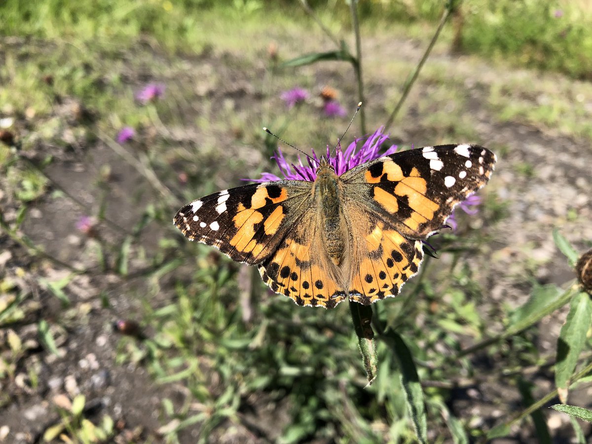 FingleWoods's tweet photo. On this dreary #Dartmoor afternoon, in these strange times, there is still colour and wonder. Have a good weekend people. https://t.co/h6sbnuVM81