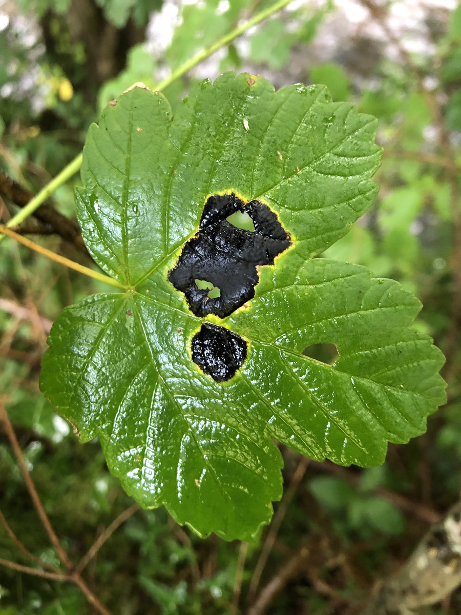 FingleWoods's tweet photo. On this dreary #Dartmoor afternoon, in these strange times, there is still colour and wonder. Have a good weekend people. https://t.co/h6sbnuVM81