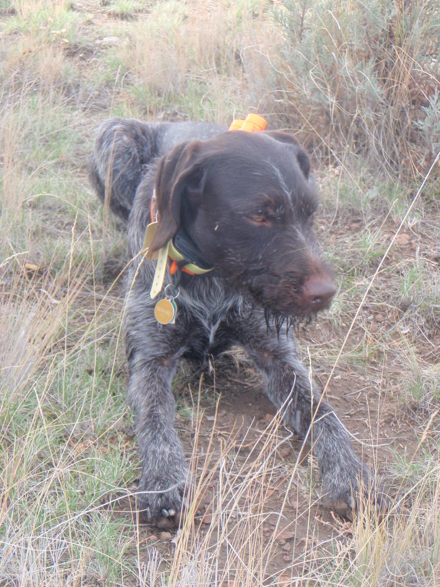 “Sit!” And I mean you. scottlindenoutdoors.com/2019/09/27/sit…